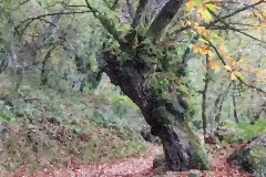 JW2015-089c_Sarria JW2015-089c_Sarria