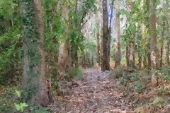 JW2015-094b_Eukalyptus JW2015-094b_Eukalyptus