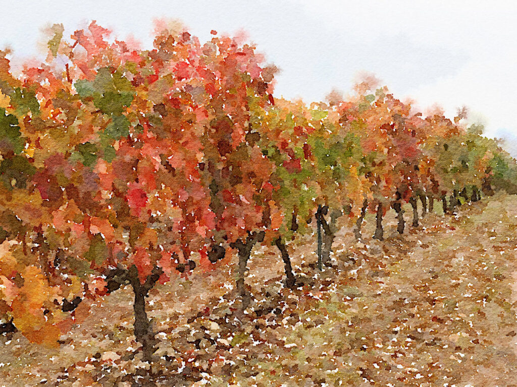 Weinreben in der Region La Rioja