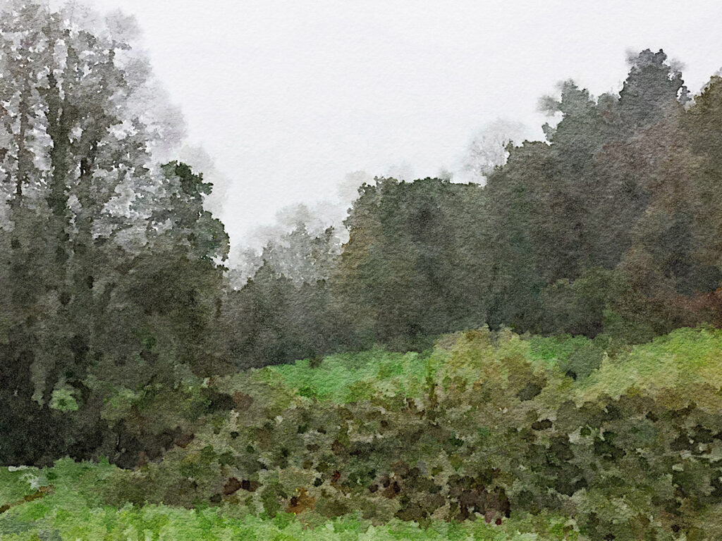 Im Wald zwischen Melide und Pedrouzo