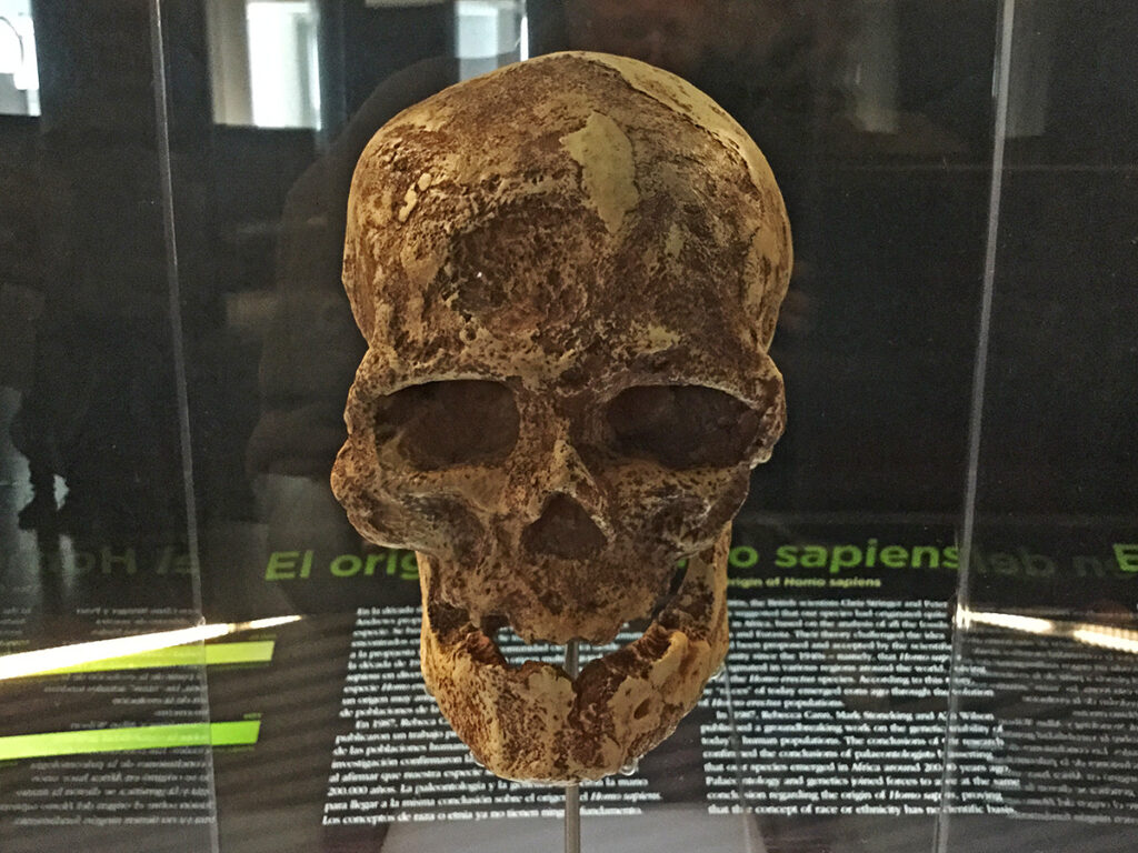 Im Museum der Evolutionsgeschichte des Menschen