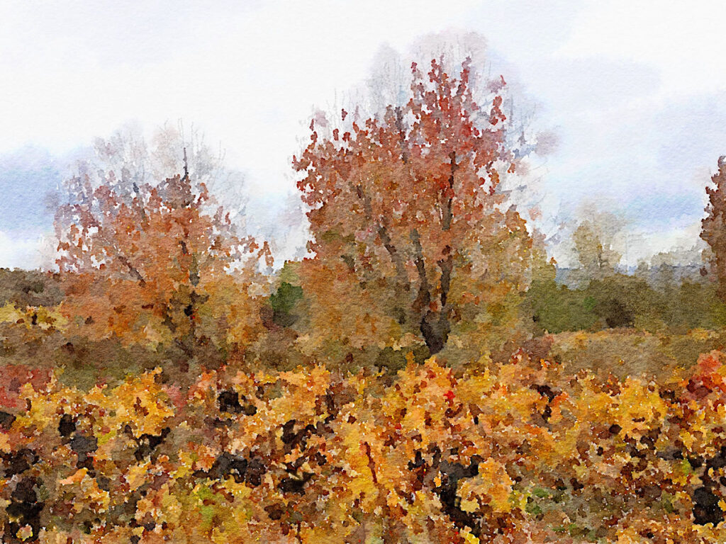 Weinreben bei Ponferrada