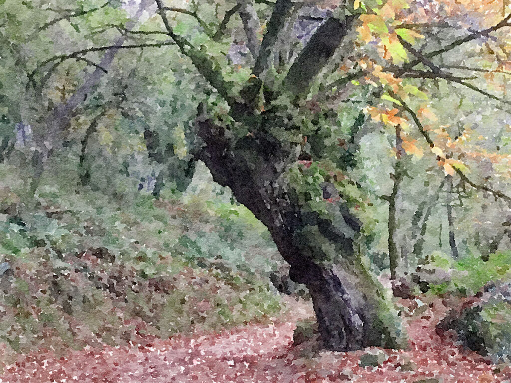 Im Herbstwald